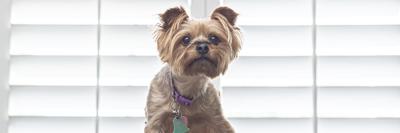 Dog in front of interior shutters in Austin